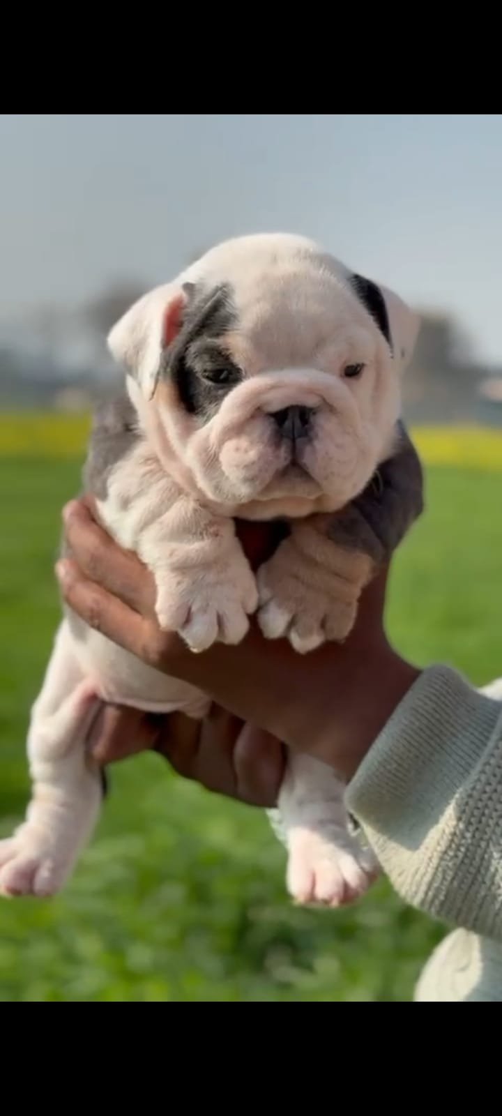 Purchase KCI Registered English Bulldog  Puppy from Chennai